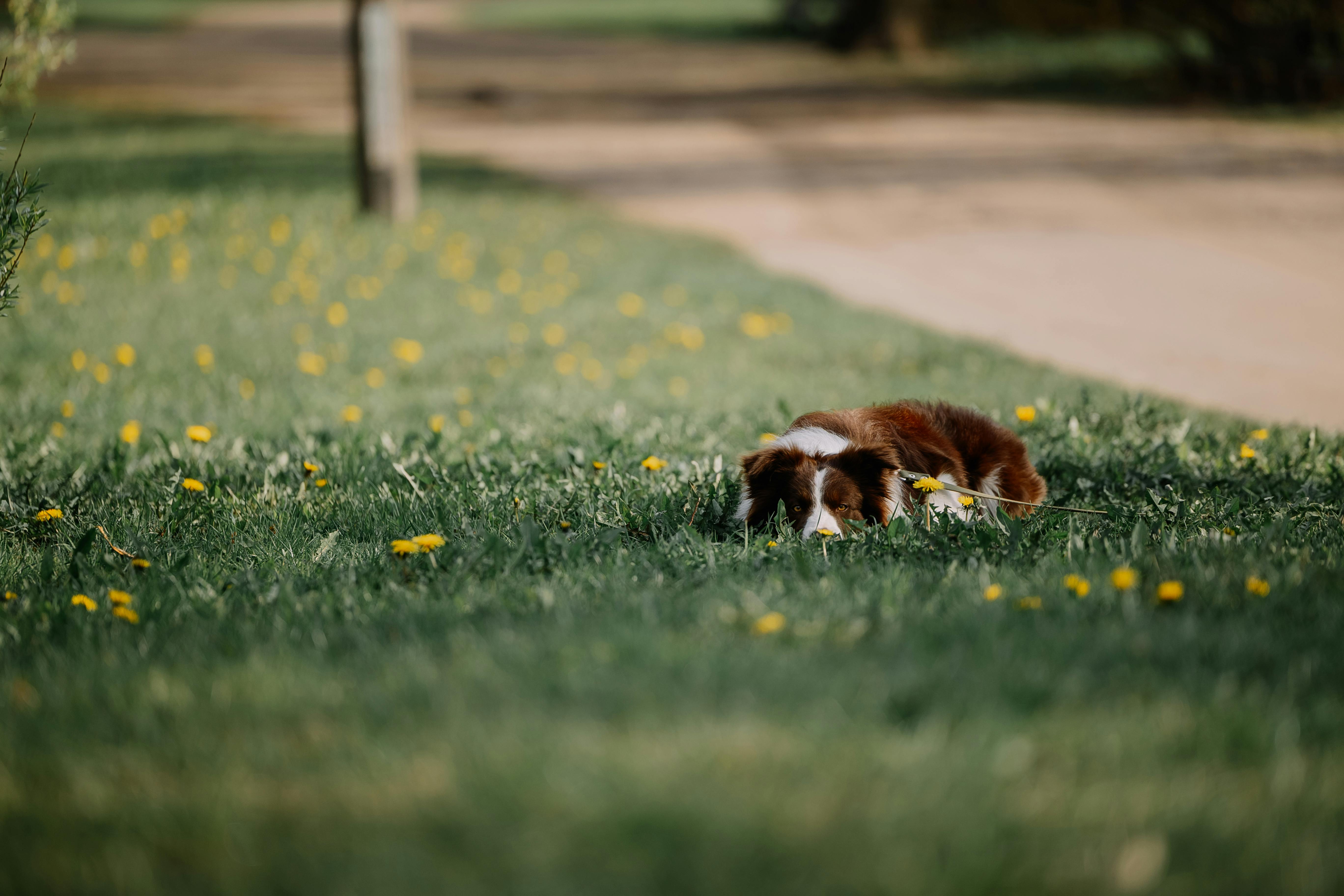 Australian Shepherd Laying on Lawn