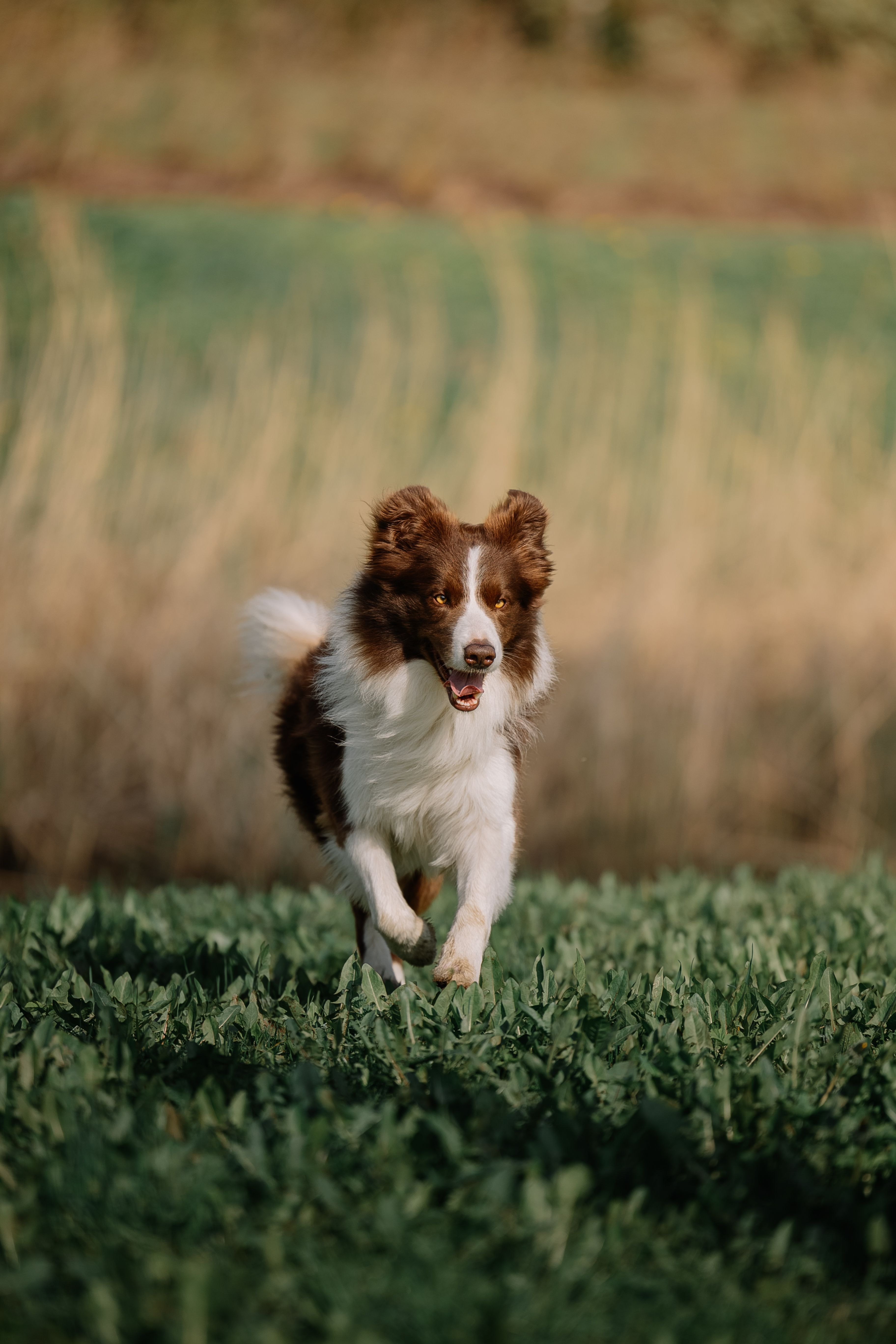 A happy border collie running through a sunny meadow with its tongue out