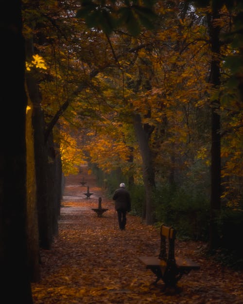 가을, 공원, 마드리드의 무료 스톡 사진