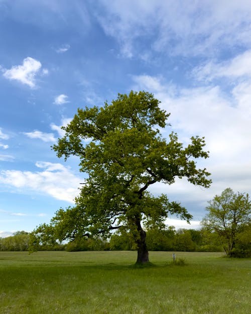 tree