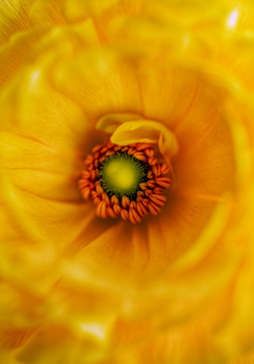 Free Stunning close-up of a yellow flower revealing detailed petals and vivid central stamens. Stock Photo