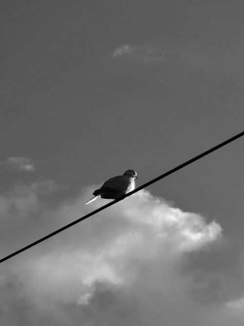 Free Black and white image of a pigeon perched on a wire with clouds in the background. Stock Photo