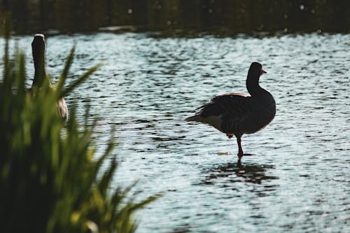 Kostenloses Stock Foto zu abendlicht, entspannung, gans