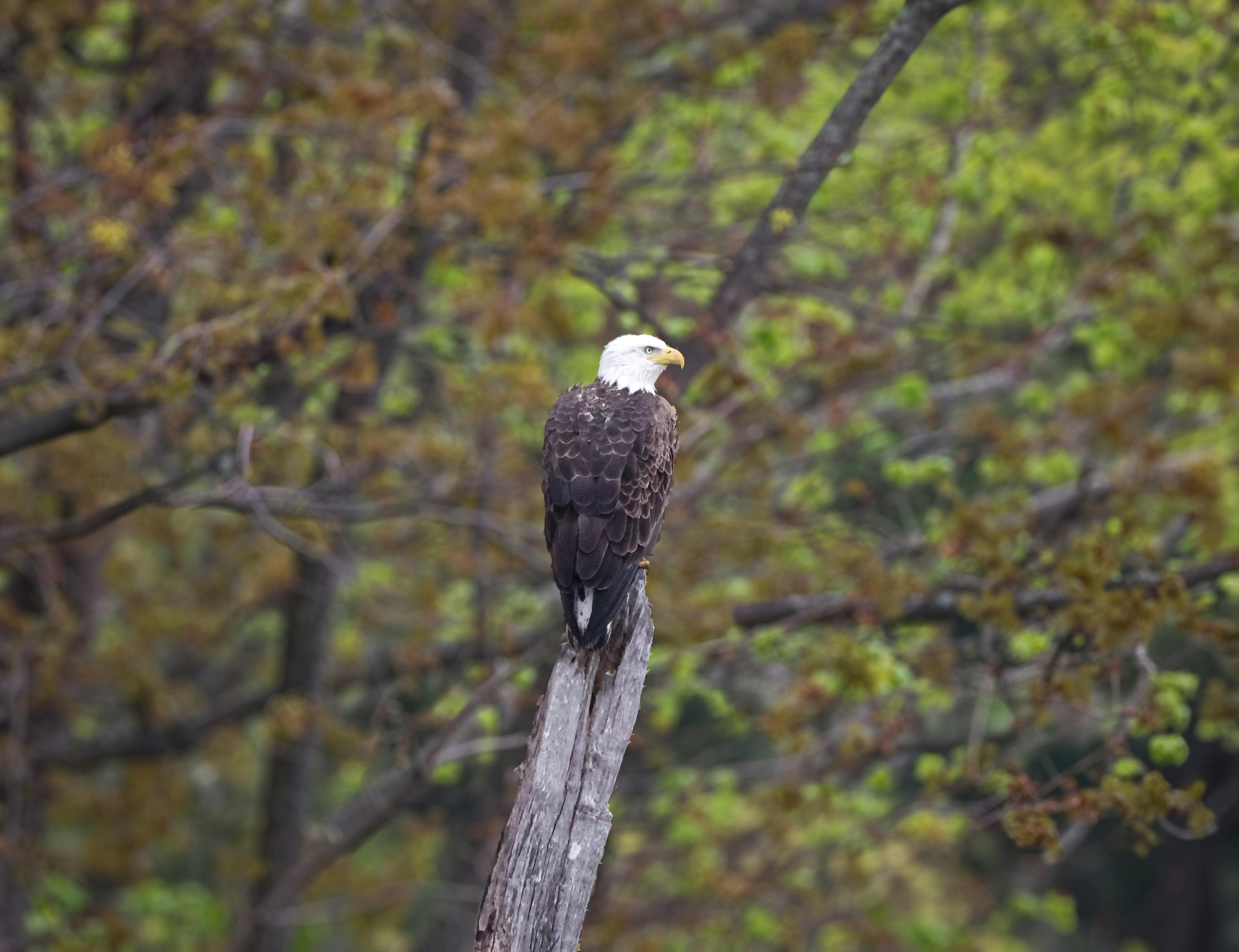 southern bald eagle