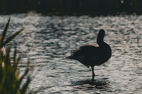 Kostenloses Stock Foto zu abendlicht, entspannung, gans