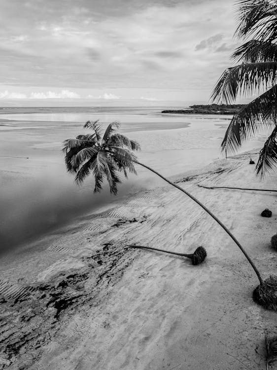 Black and white photograph of a beach with palm trees