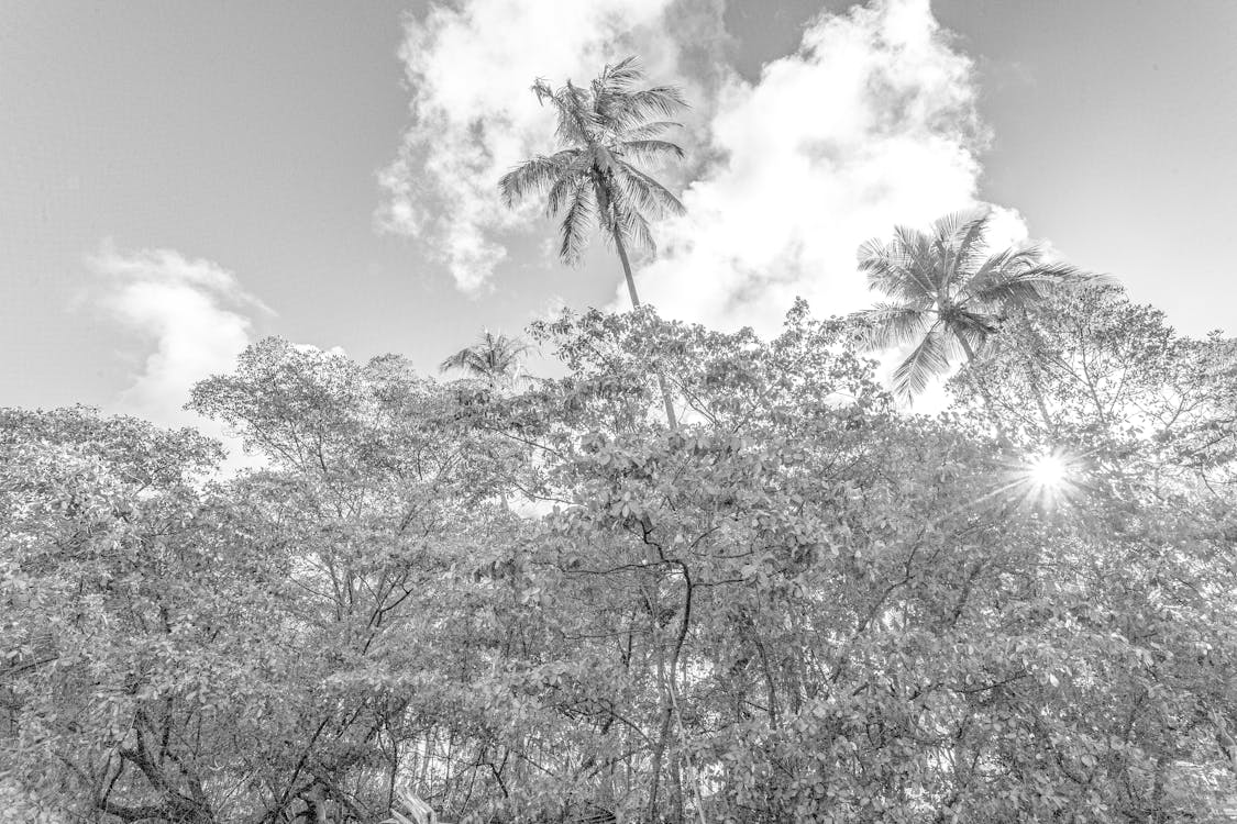 Black and white photo of palm trees and clouds
