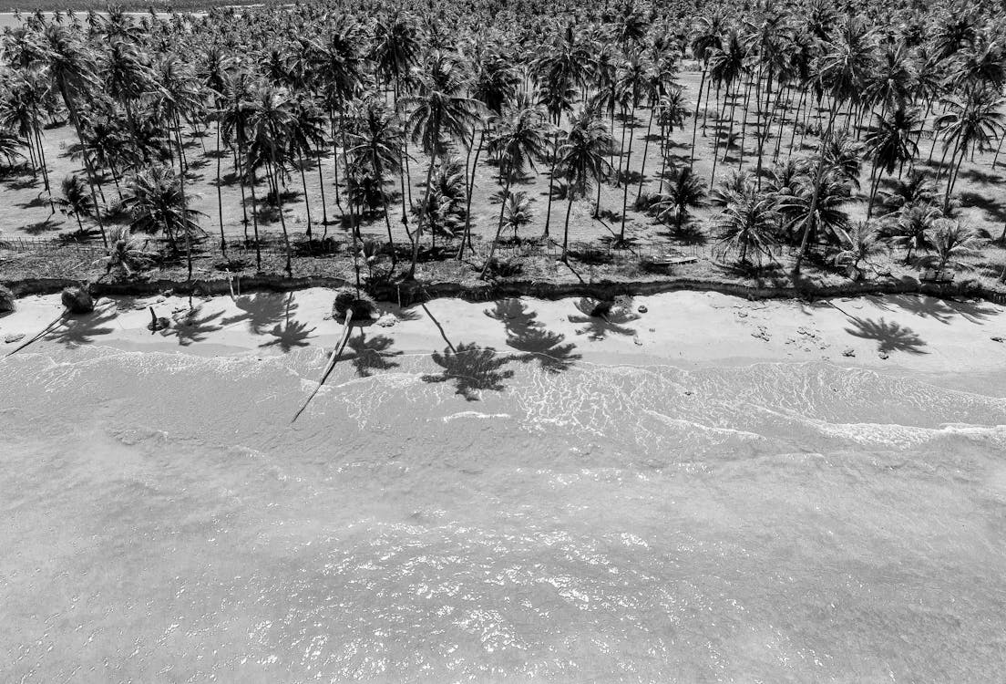 Black and white aerial view of a beach with palm trees
