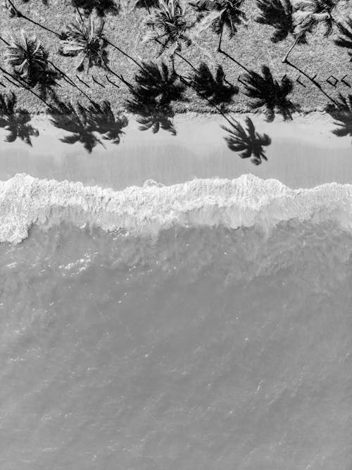 Black and white photo of palm trees on the beach