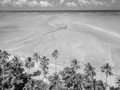 Black and white photo of beach with palm trees