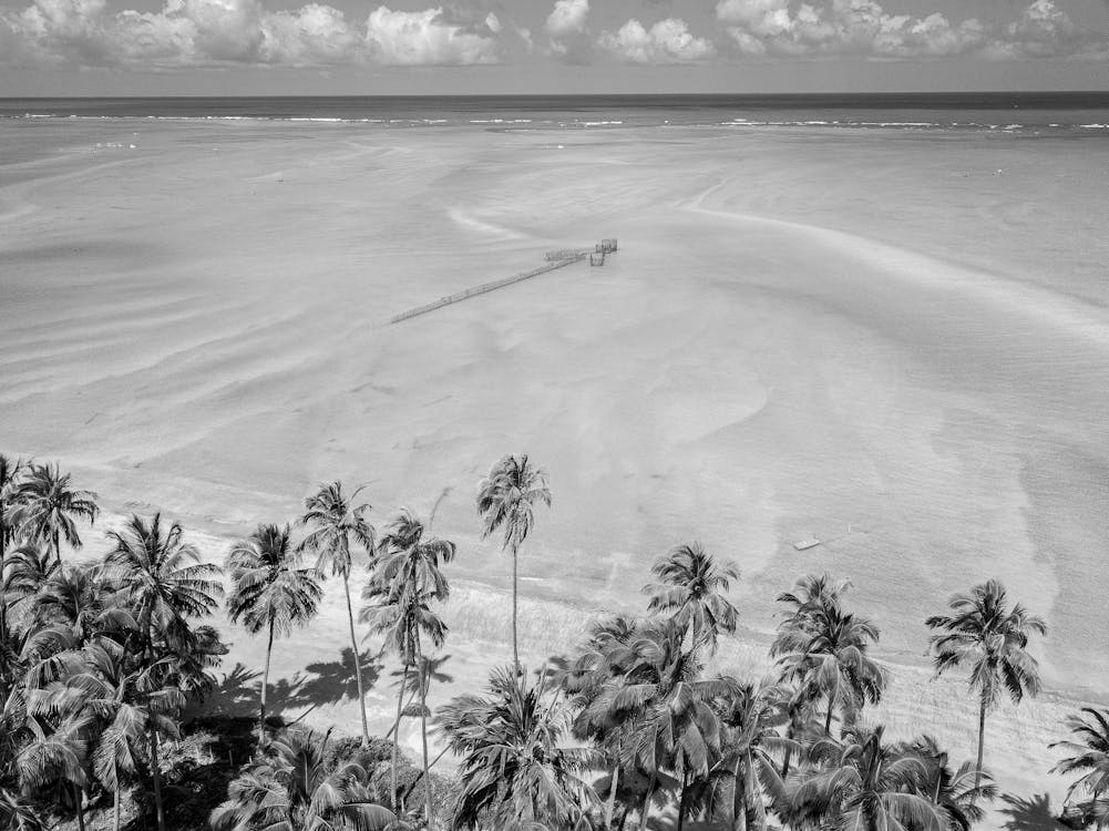 Darmowe zdjęcie z galerii z cień drzewa kokosowego, dron, drzewa kokosowe