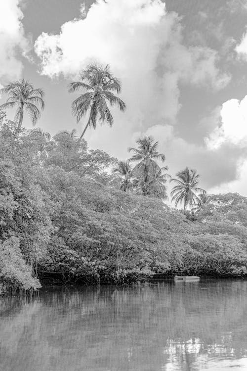 A black and white photo of a river with trees