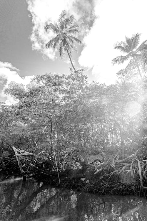 Foto stok gratis air, bayangan pohon kelapa, beachy