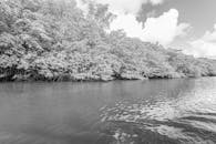 A black and white photo of a river with trees