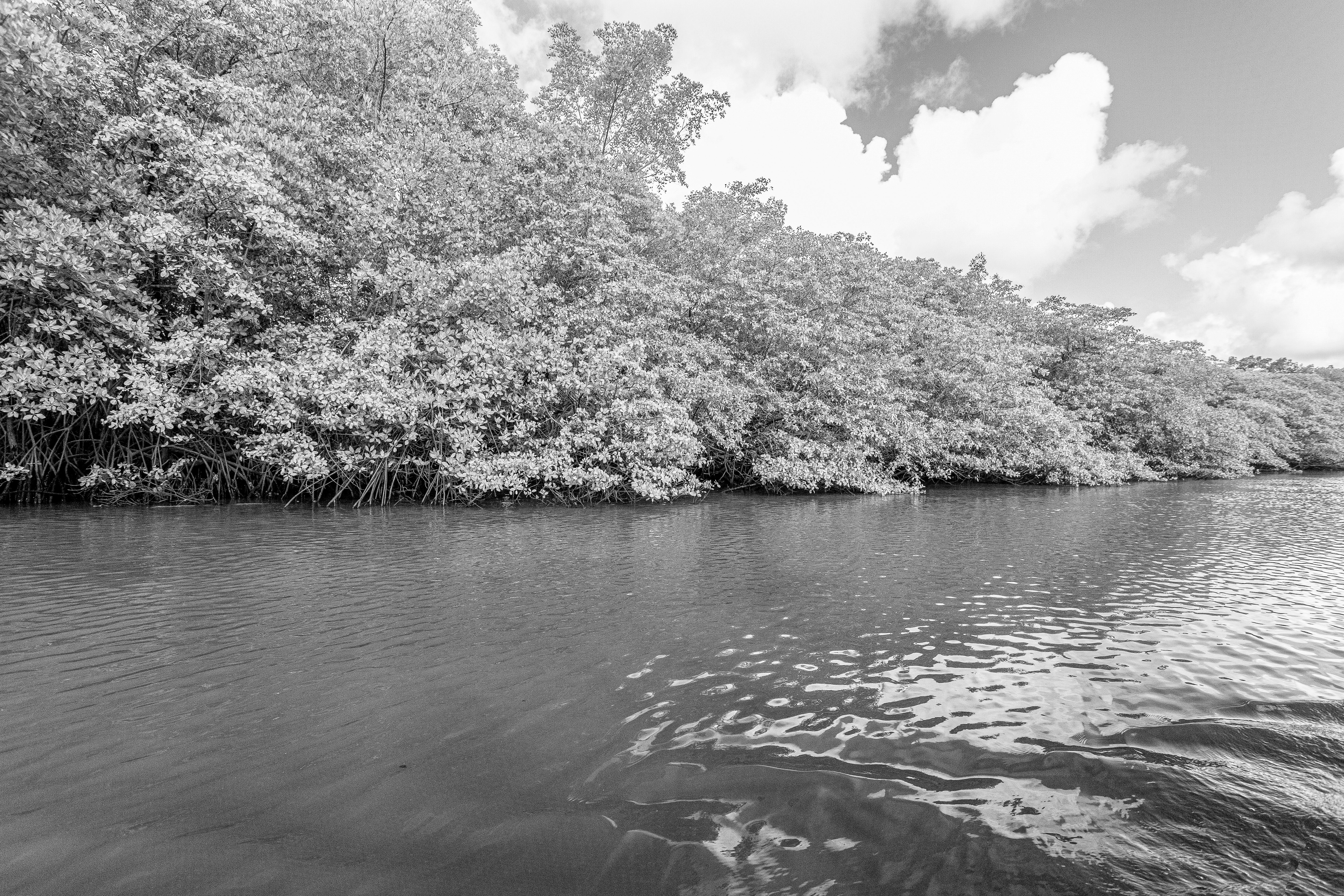 foto-de-stock-gratuita-sobre-arbustos-fotos-en-blanco-y-negro