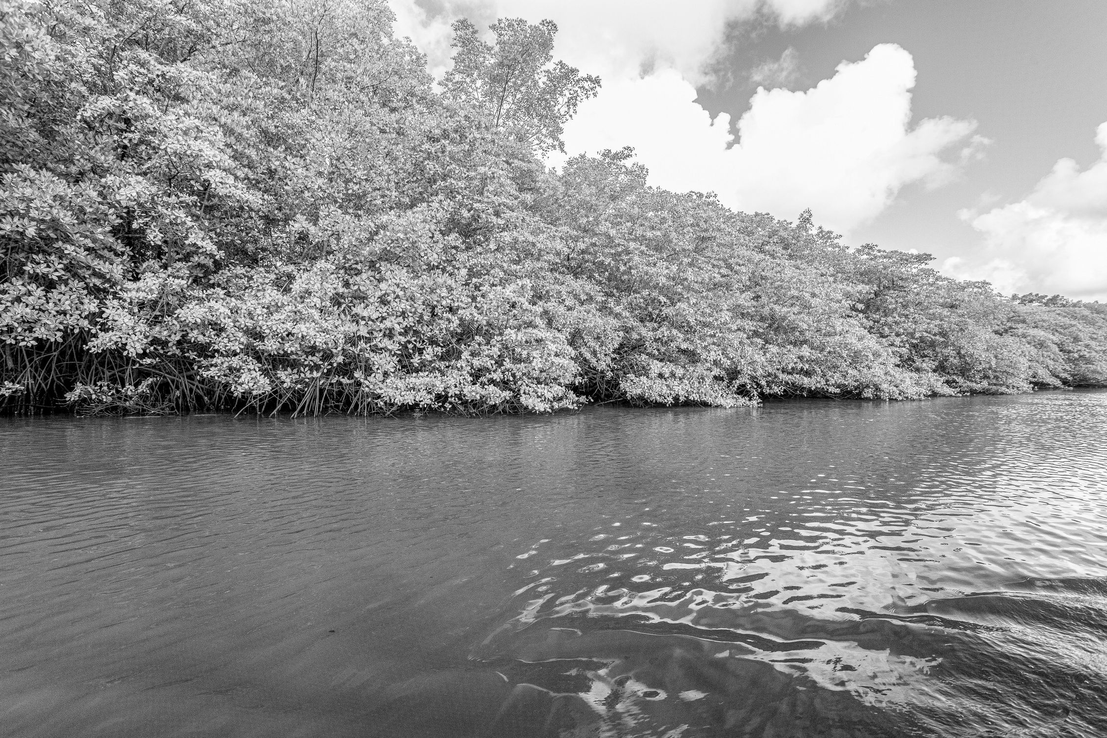 Foto De Stock Gratuita Sobre Arbustos Fotos En Blanco Y Negro foto-de-stock-gratuita-sobre-arbustos-fotos-en-blanco-y-negro