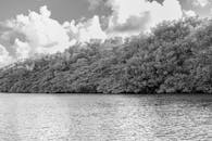 Black and white photo of a body of water with trees