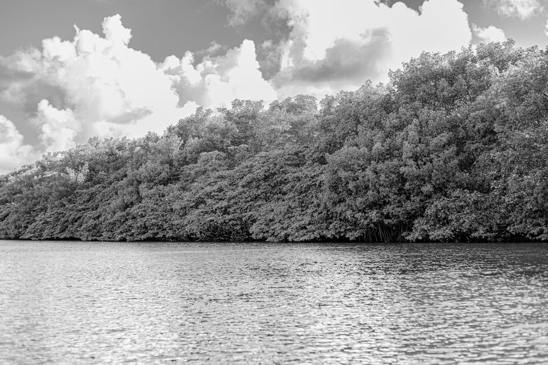 ココナッツの木, ドローン, ドローン画像の無料の写真素材