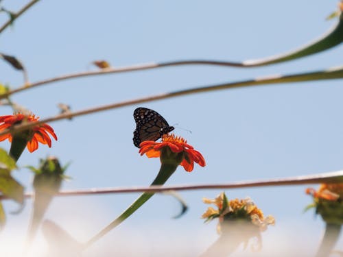 Бесплатное стоковое фото с антенна, бабочка, Биология