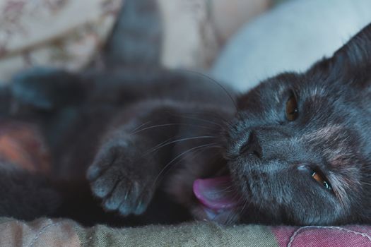 一只黑猫躺在室内舒适的毯子上打哈欠的特写，尽显它的可爱