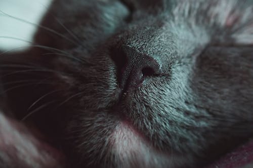 Close Upfoto Van Black Cats Snout