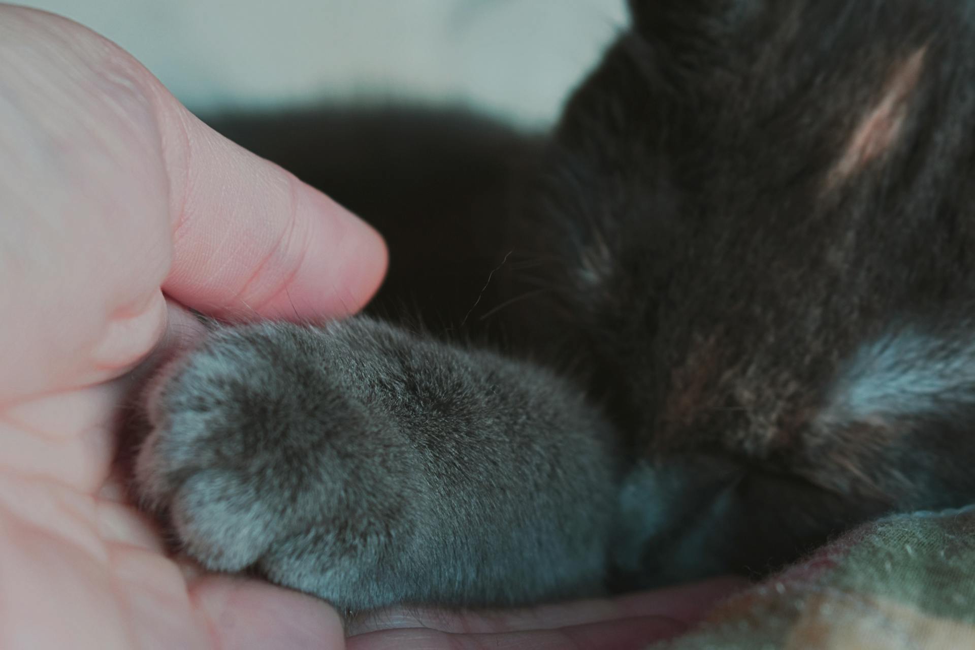 Personne touchant la patte de l'animal