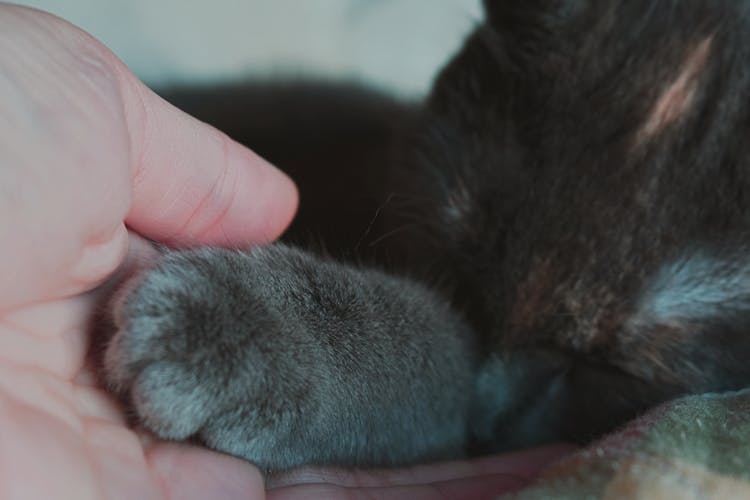 Person Touching Pet Paw