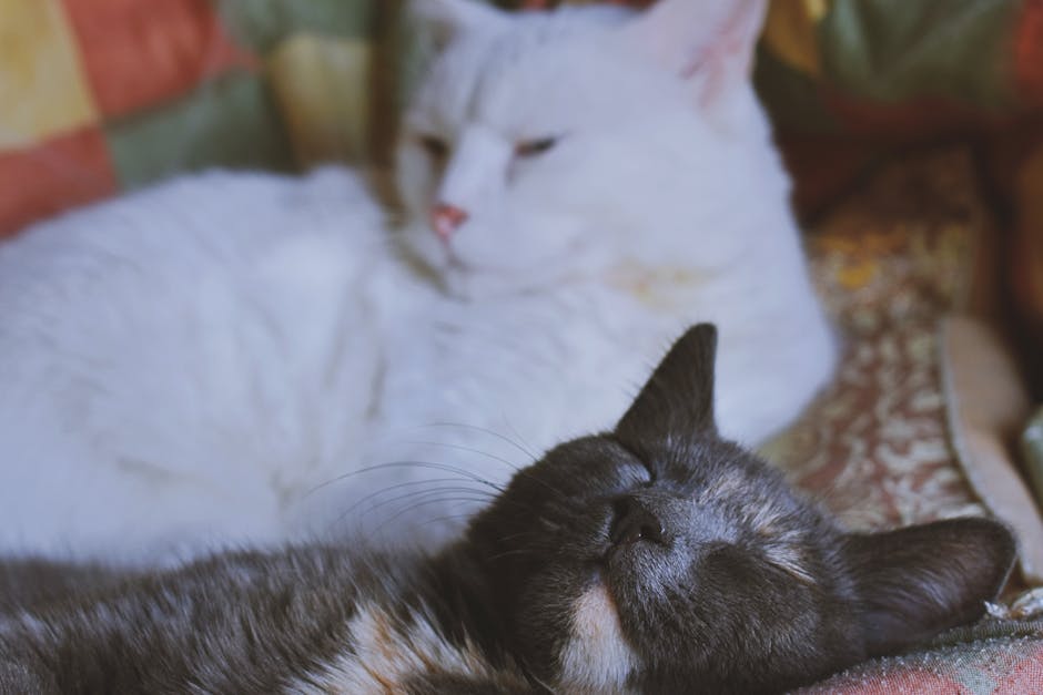 Two Short-fur White and Gray Cats
