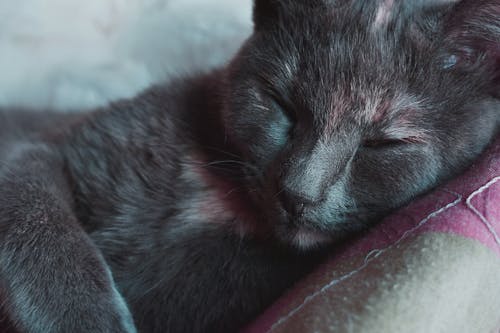 Gato Gris De Pelo Corto