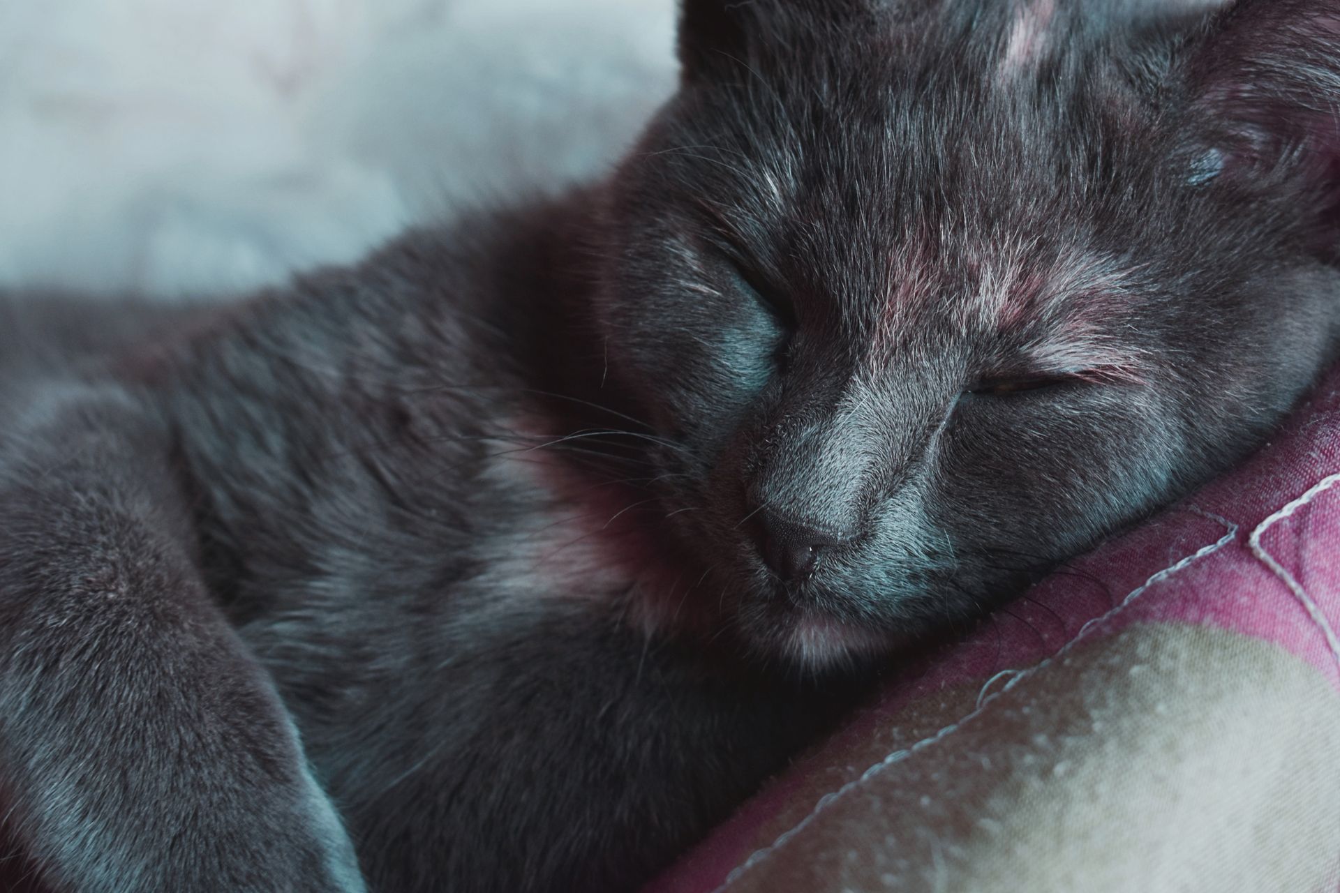 Close-up of a sleeping gray domestic cat lying on a colorful blanket.