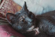 一只毛茸茸的家猫放松地躺在室内彩色垫子上，特写镜头捕捉了这一幕