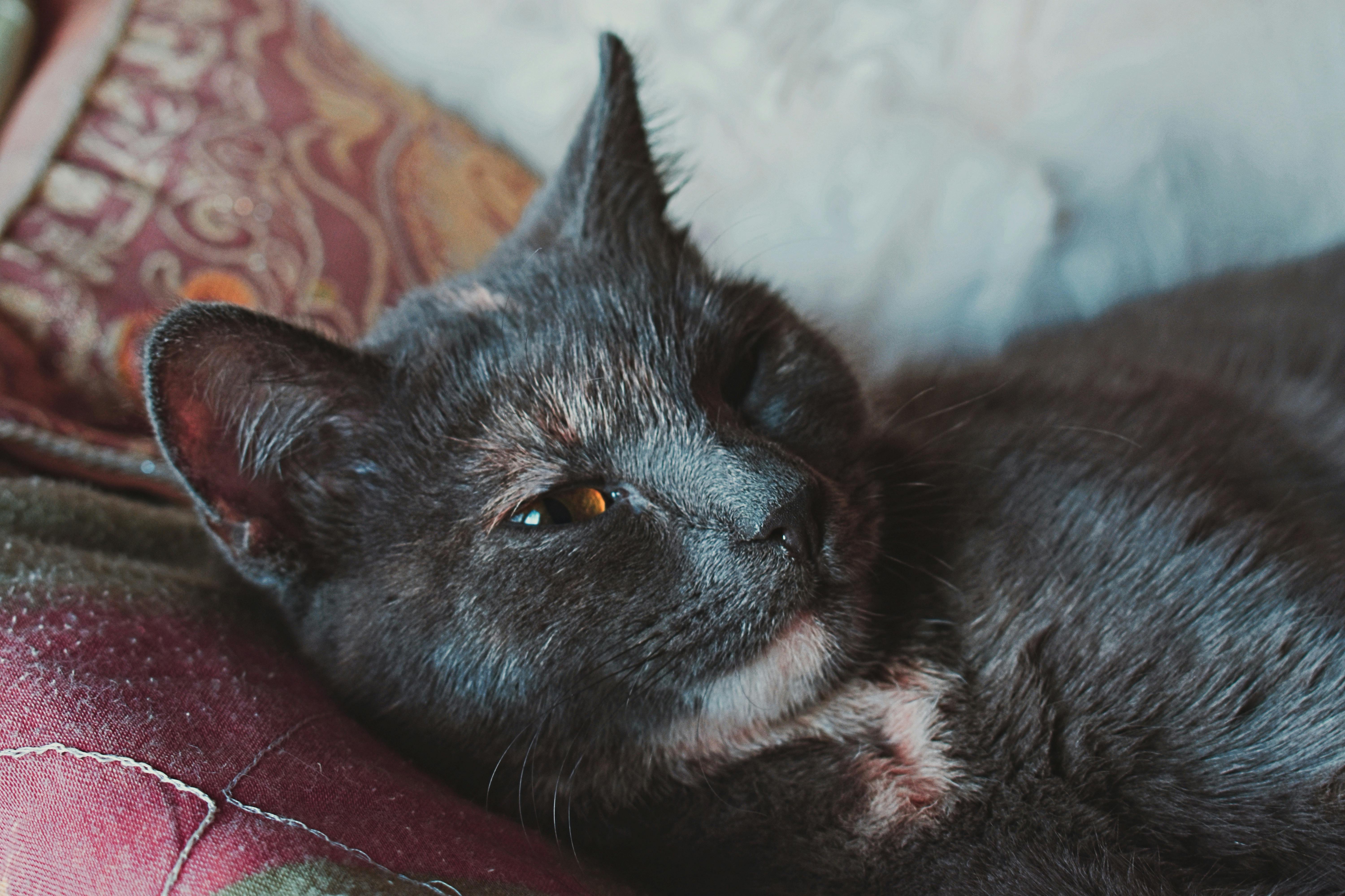 Close Up Photo Of Cat Lying Down Free Stock Photo