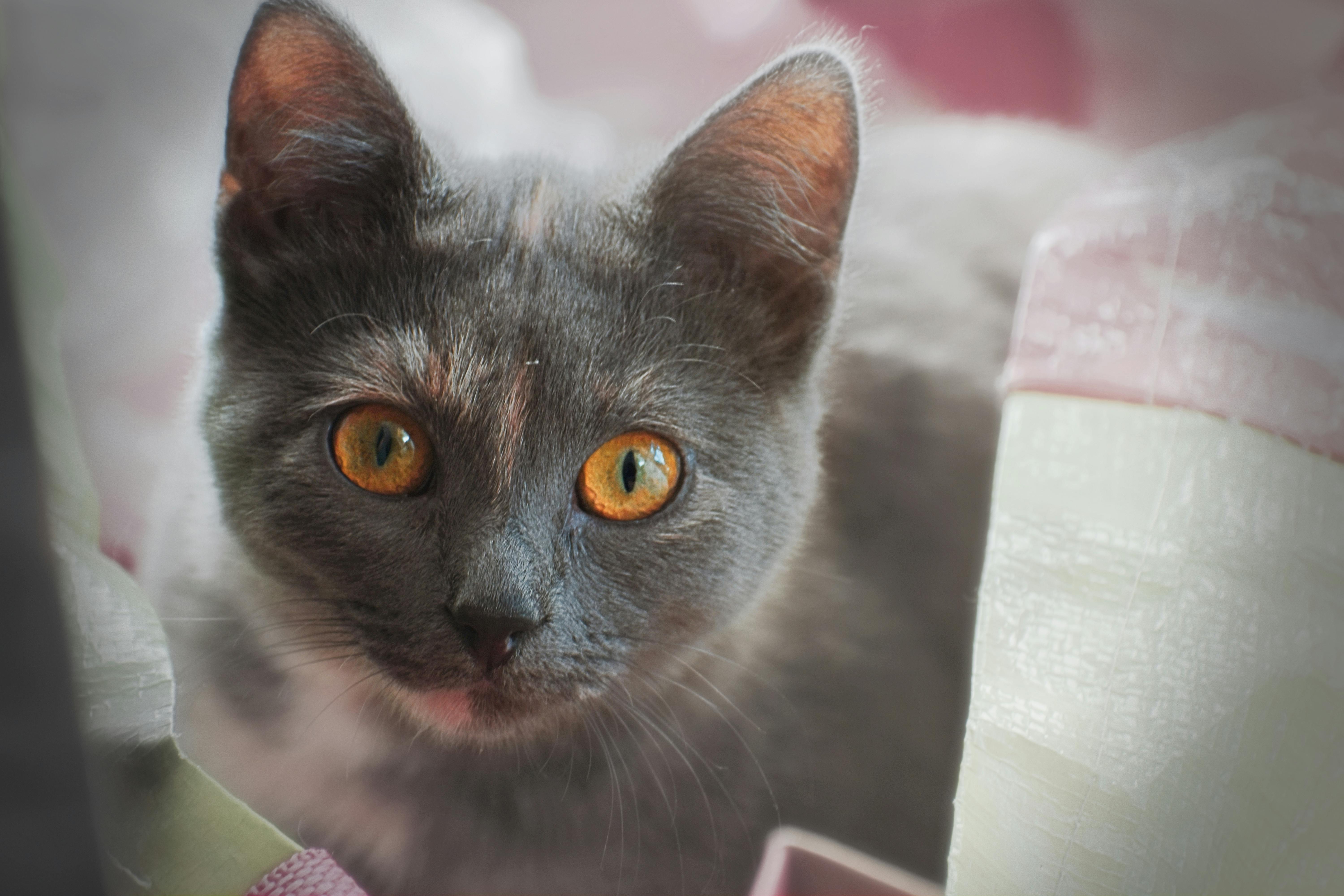 900+ Katzenauge Bilder und Fotos · Kostenlos Downloaden · Pexels Stock-Fotos