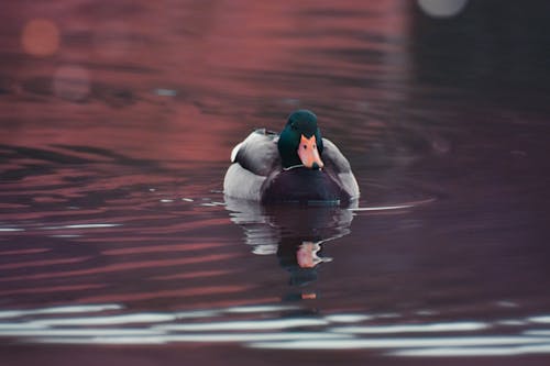 Vadear Pato Gris Y Verde