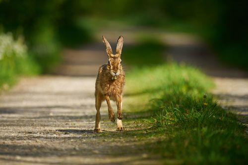 Free A European hare running along a sunlit rural dirt path surrounded by greenery. Stock Photo