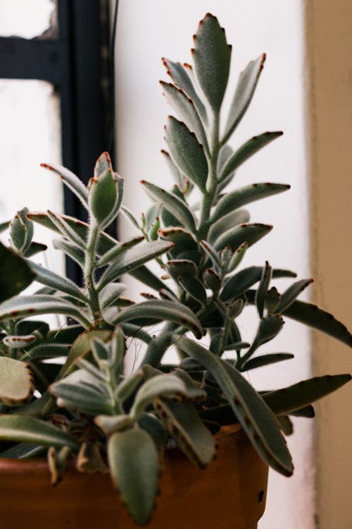 Close-Up Photo of Succulent Plant