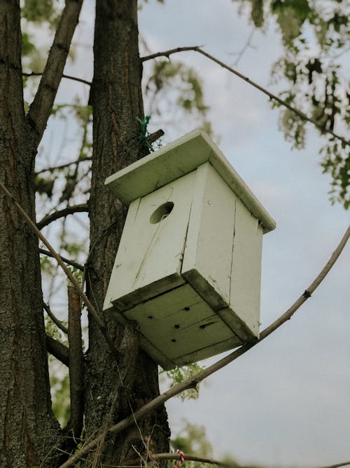 A birdhouse on a tree with a wire attached to it
