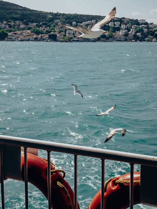Seagulls flying over the water on a boat