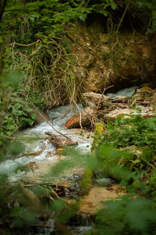 Free Tranquil forest stream surrounded by lush greenery and rocks, perfect for nature enthusiasts. Stock Photo