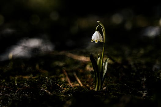 优雅的特写镜头中，一朵雪花在森林里绽放，象征着早春的重生