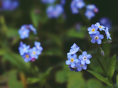 Close-Up Photo of Blue Flowers