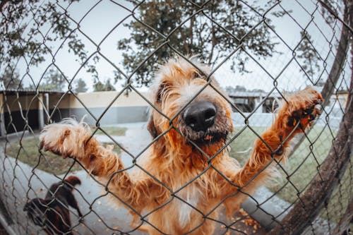 Free Anjing Di Belakang Pagar Stock Photo