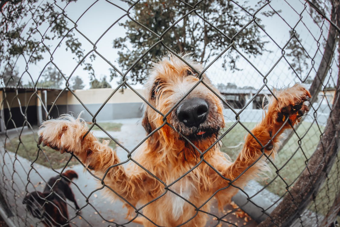 Free Dogs Behind Fence Stock Photo