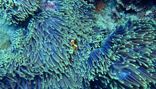 Free stock photo of clear water, clown fish, corals