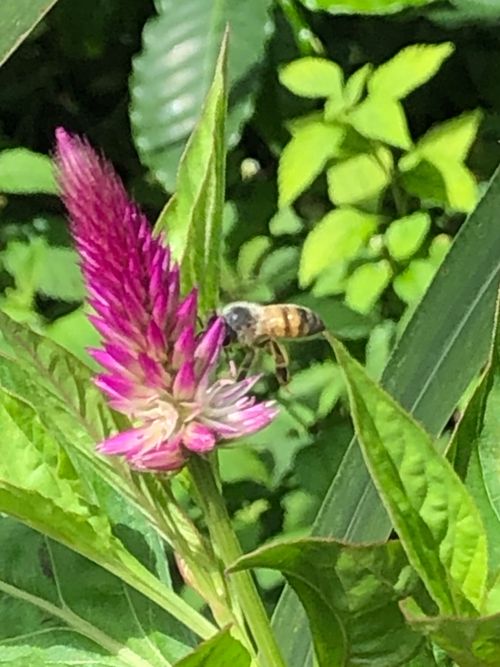 Free stock photo of bee Stock Photo