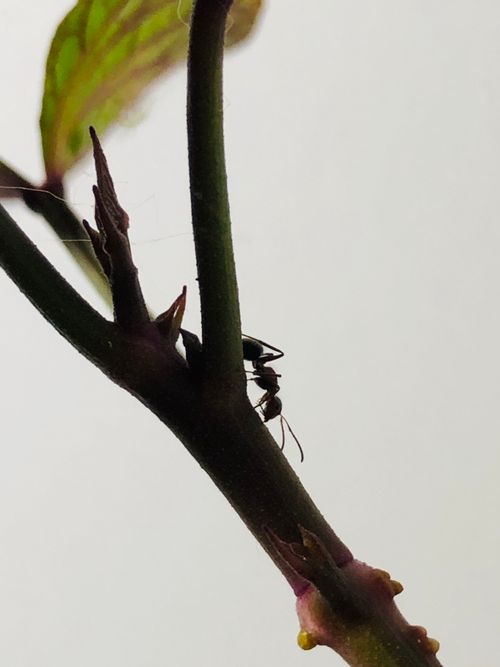Free stock photo of ant macro Stock Photo