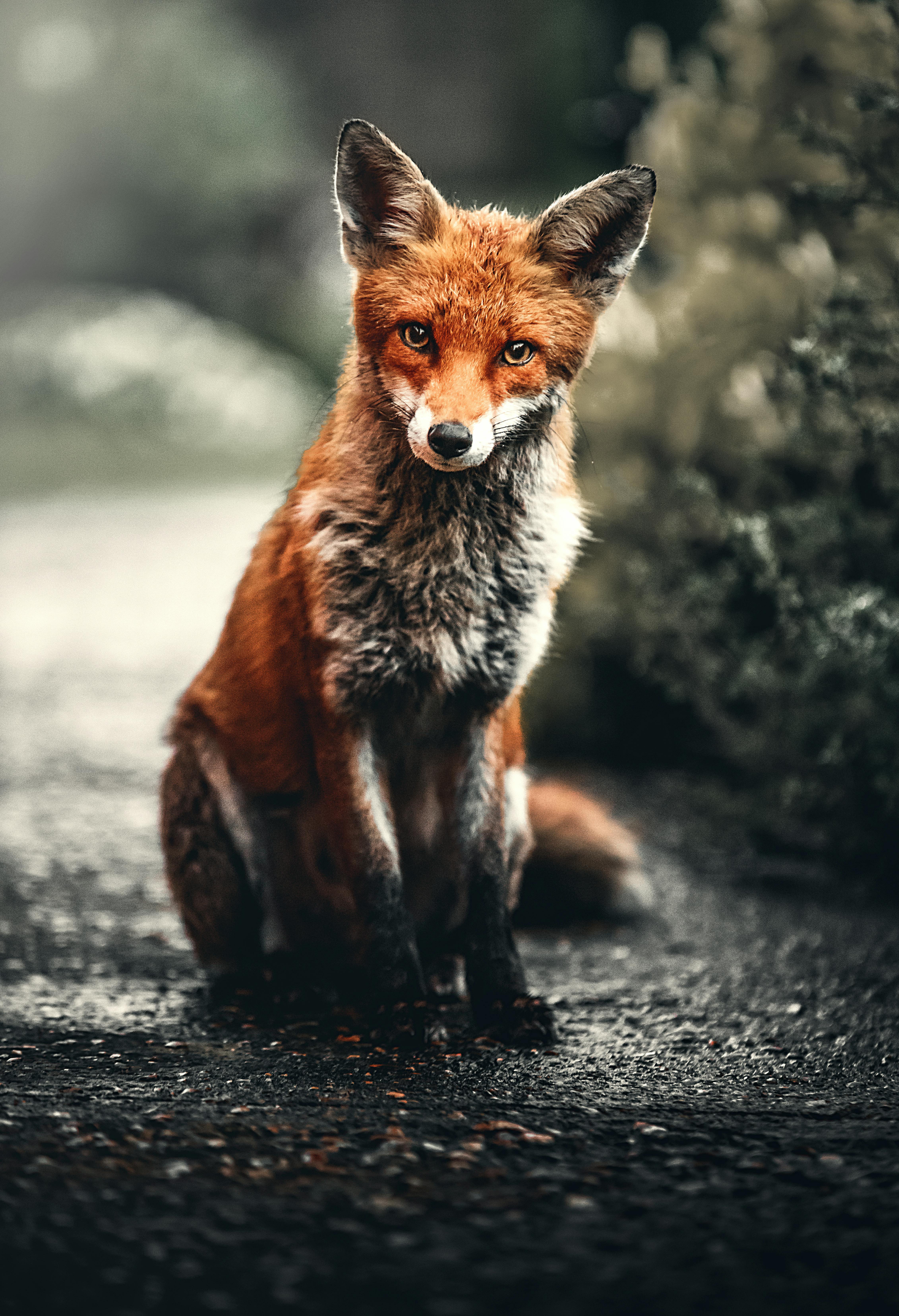 fox Live Wallpapers and More | DesktopHut