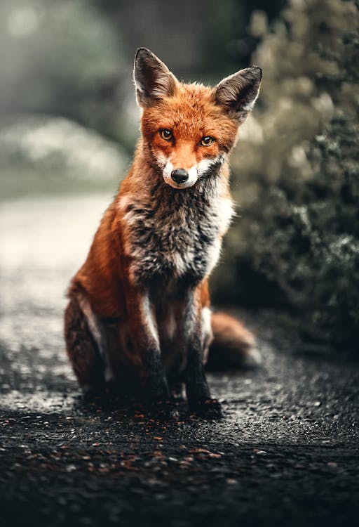 An image of a red fox sitting on the ground staring at the camera. 