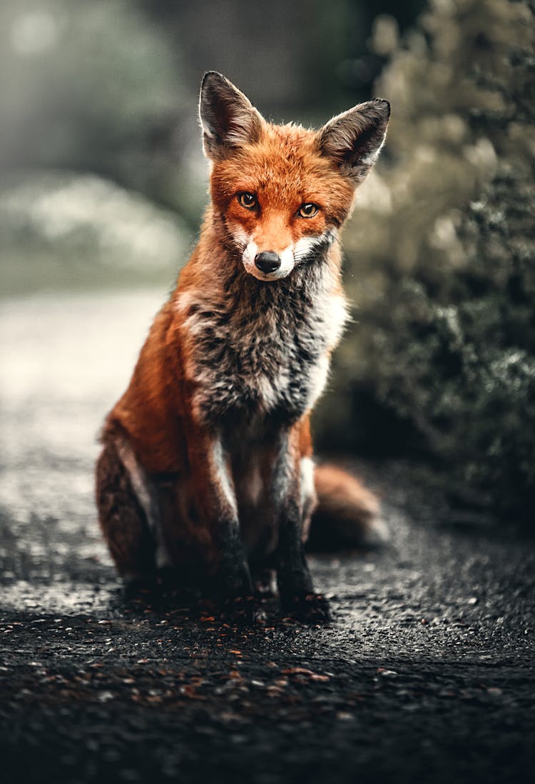 Photo Of Fox Sitting On Ground