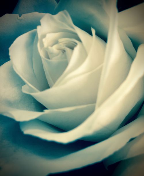 Free stock photo of flower, rose Stock Photo